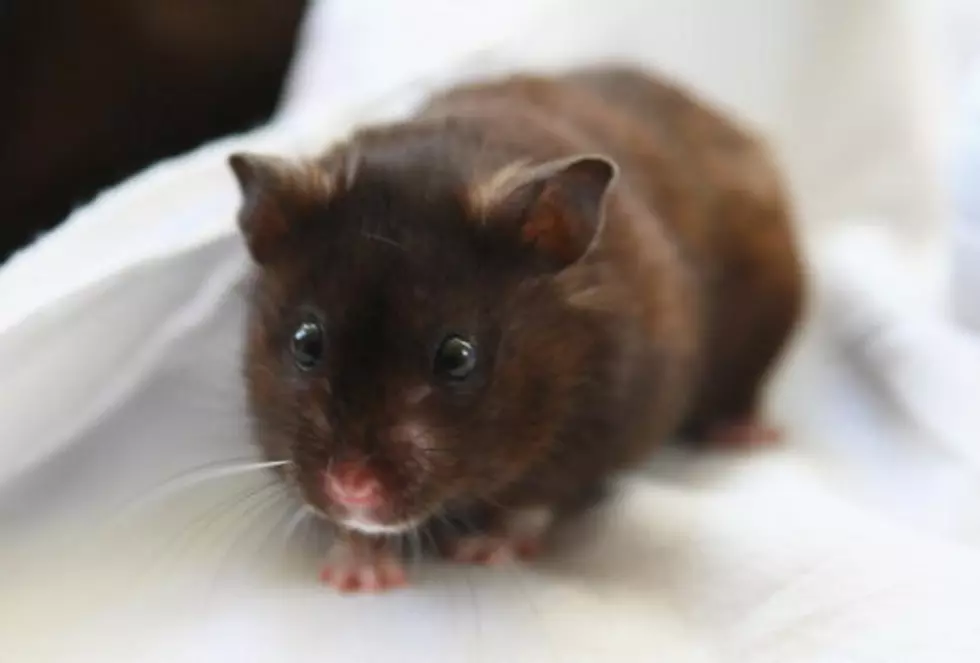 Tiny Hamster Takes Trip to Disney World [Video]