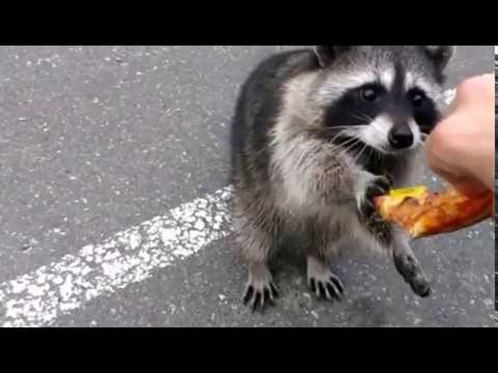 Raccoon Takes Pizza From Human’s Hand [Video]
