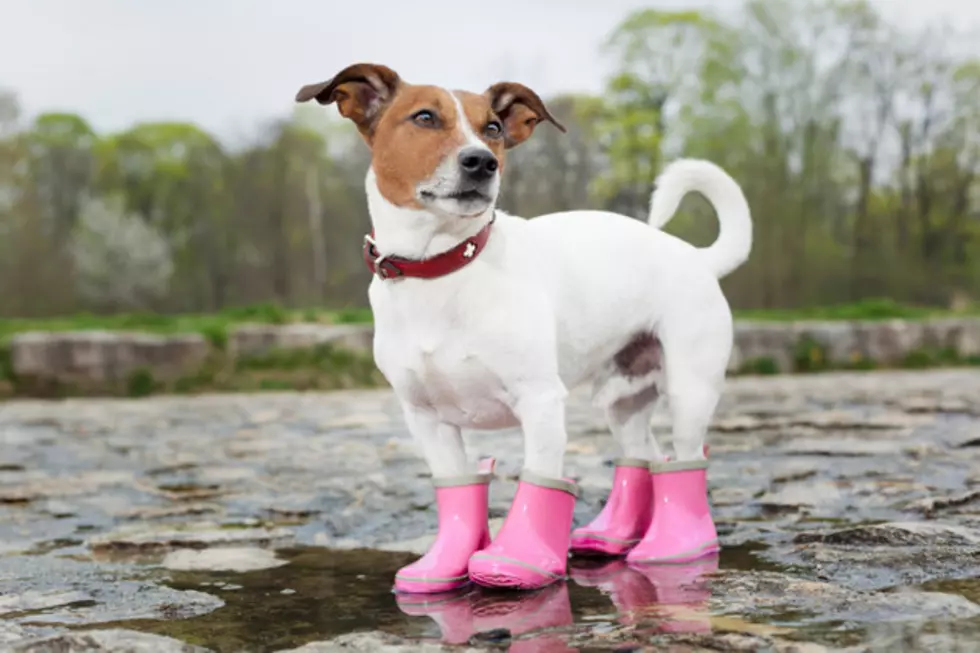 How Should Dogs Wear Pants? &#8211; The Great Debate Is Over!