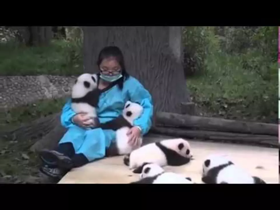 Baby Panda Hugger is a Real Job You Can Have [Video]