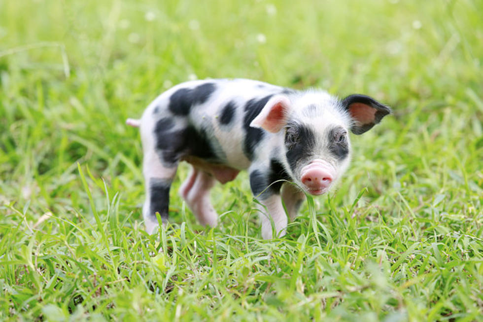 San Francisco Swine Brings Joy to Airport Passengers