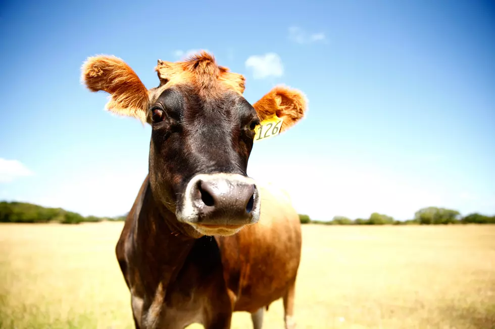 Man Accidentally Orders a Cow While on Sleeping Pills