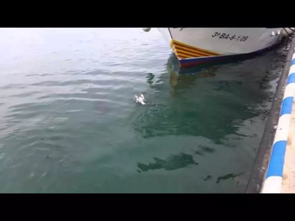 Giant Tuna Swallows Seagull And Then Spits It Back Up