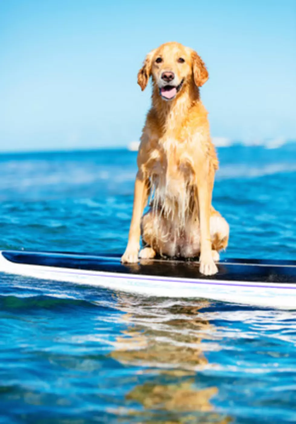 Dogs Love The Aquatic Life [Videos]