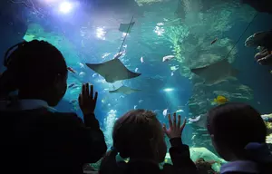 Is West Michigan Finally Getting An Aquarium?