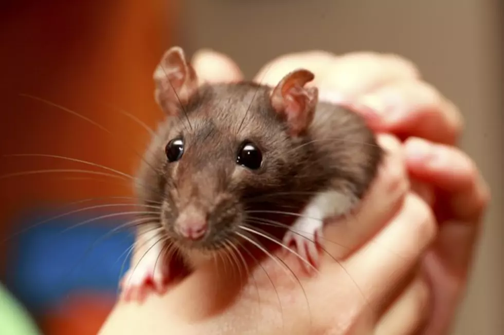 What’s That In The Kitchen?  Oh, It’s Rats Everywhere [Video]