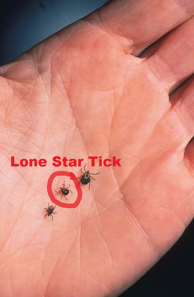 The Lone Star Tick Is Moving Into Michigan