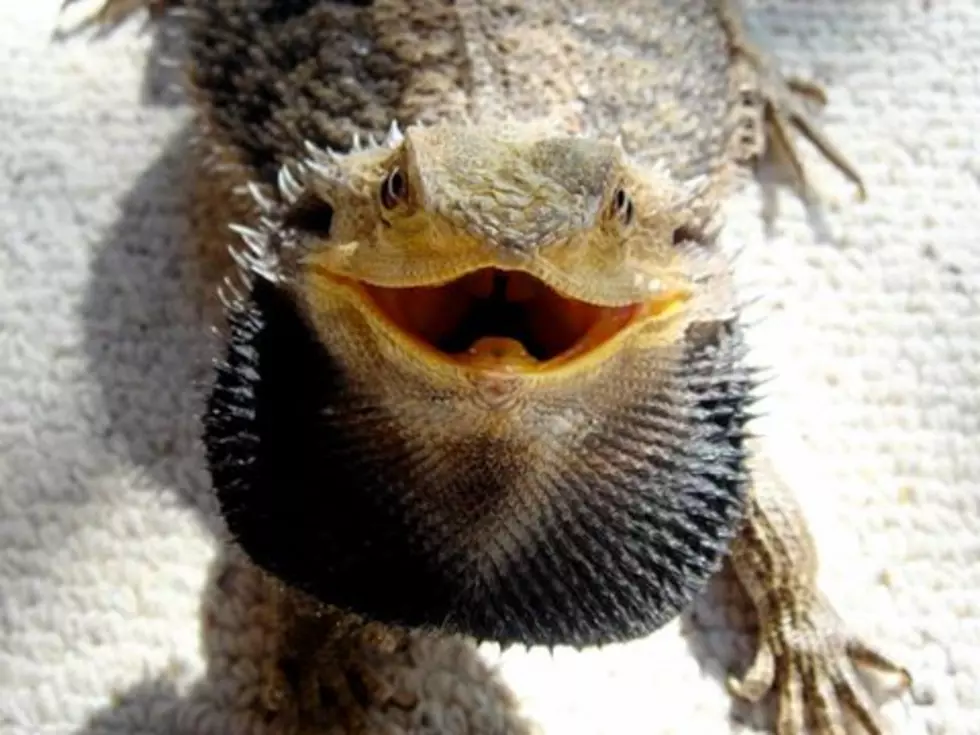 They Found Lou the Bearded Dragon in Ionia!
