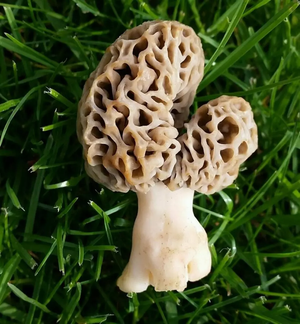 Buy a Michigan-Shaped Morel Mushroom on eBay for $10K