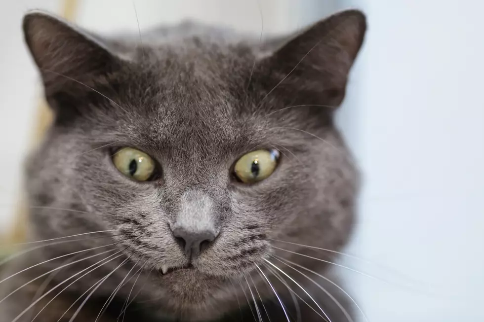 Couple Calls 911 Claiming Their Cat Was Holding Them Hostage [Video]