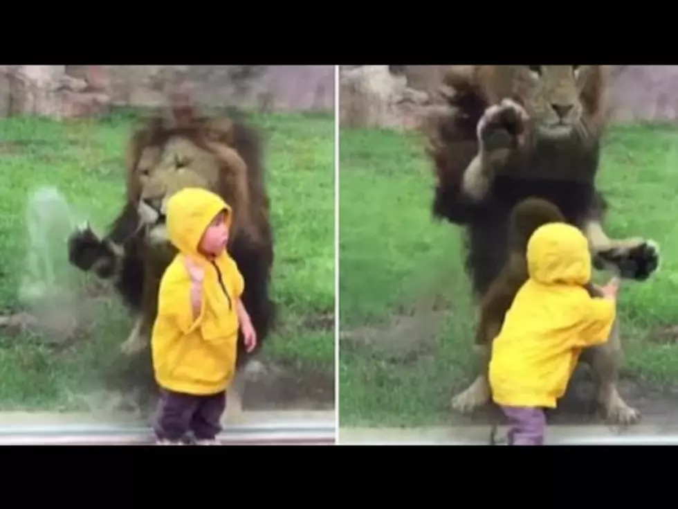 Lion Tries to Pounce On Little Boy But Slams Into Glass [Video]