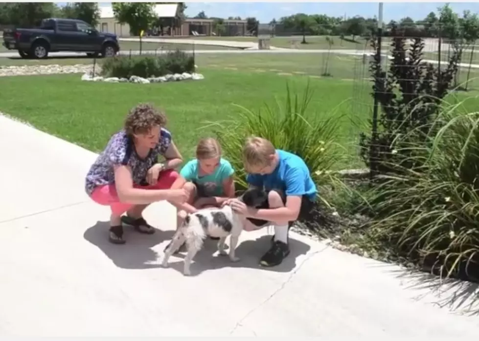 Texas Dog Reunited With His Family In Grand Rapids