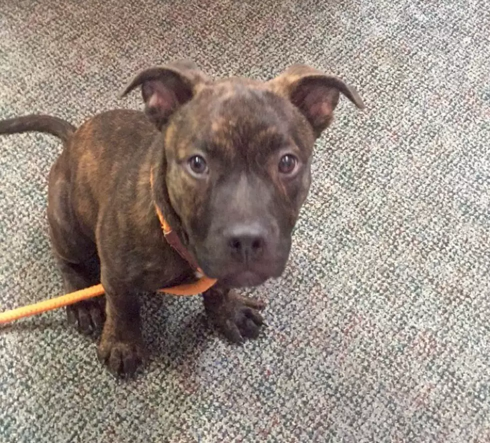 Meet Squirt - Christine's Pet of the Week!