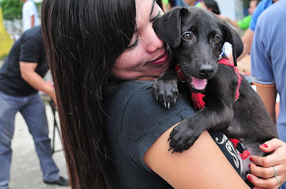 Austin Animal Shelter Starts a Matchmaker Program to Help Animals at Risk Find Homes