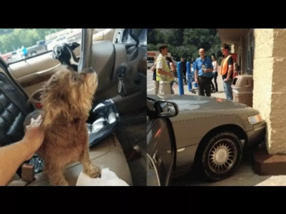 Dogs Crash Car into Walmart [Video]