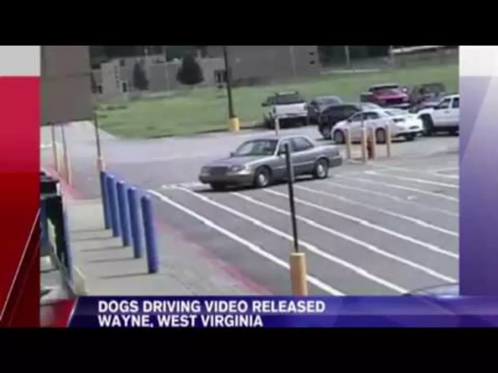 UPDATE: Surveillance Video Released of Dogs Driving Car into Walmart [Video]