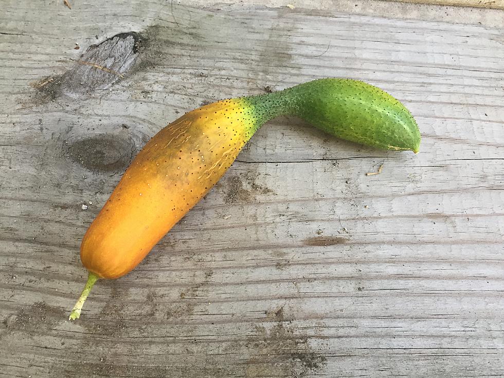 What The Heck Is This Thing Steve’s Garden Produced?