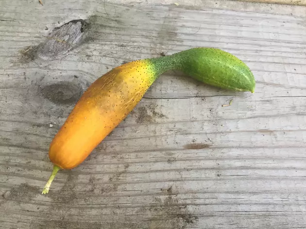 What The Heck Is This Thing Steve&#8217;s Garden Produced?