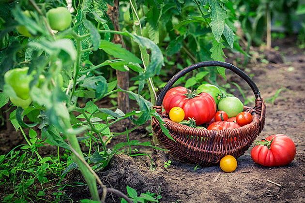 Tired Of Only Picking Berries And Apples? &#8211; Find Farms In Michigan To Pick Any Veggie You Want!