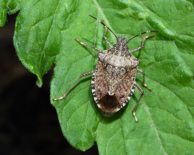 Watch Out!  Brown Marmorated Stink Bugs Are Moving Into Michigan Homes