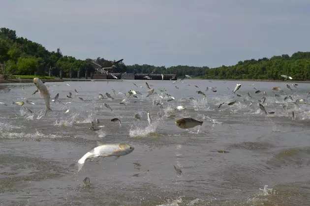 Prize Money Offered For Idea To Keep Asian Carp From Lake MI
