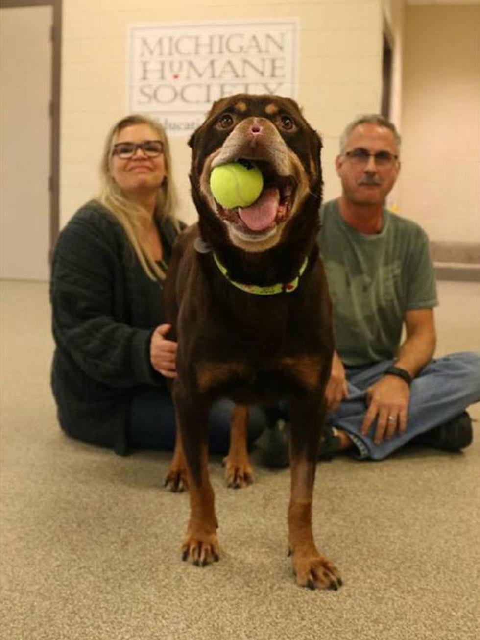 Dog in Detroit Whose Ears & Nose Were Cut Off Found his Forever Home!! [Video]