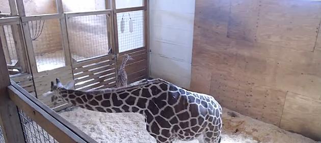 April The Giraffe FINALLY Has Her Baby, FOR REAL! 