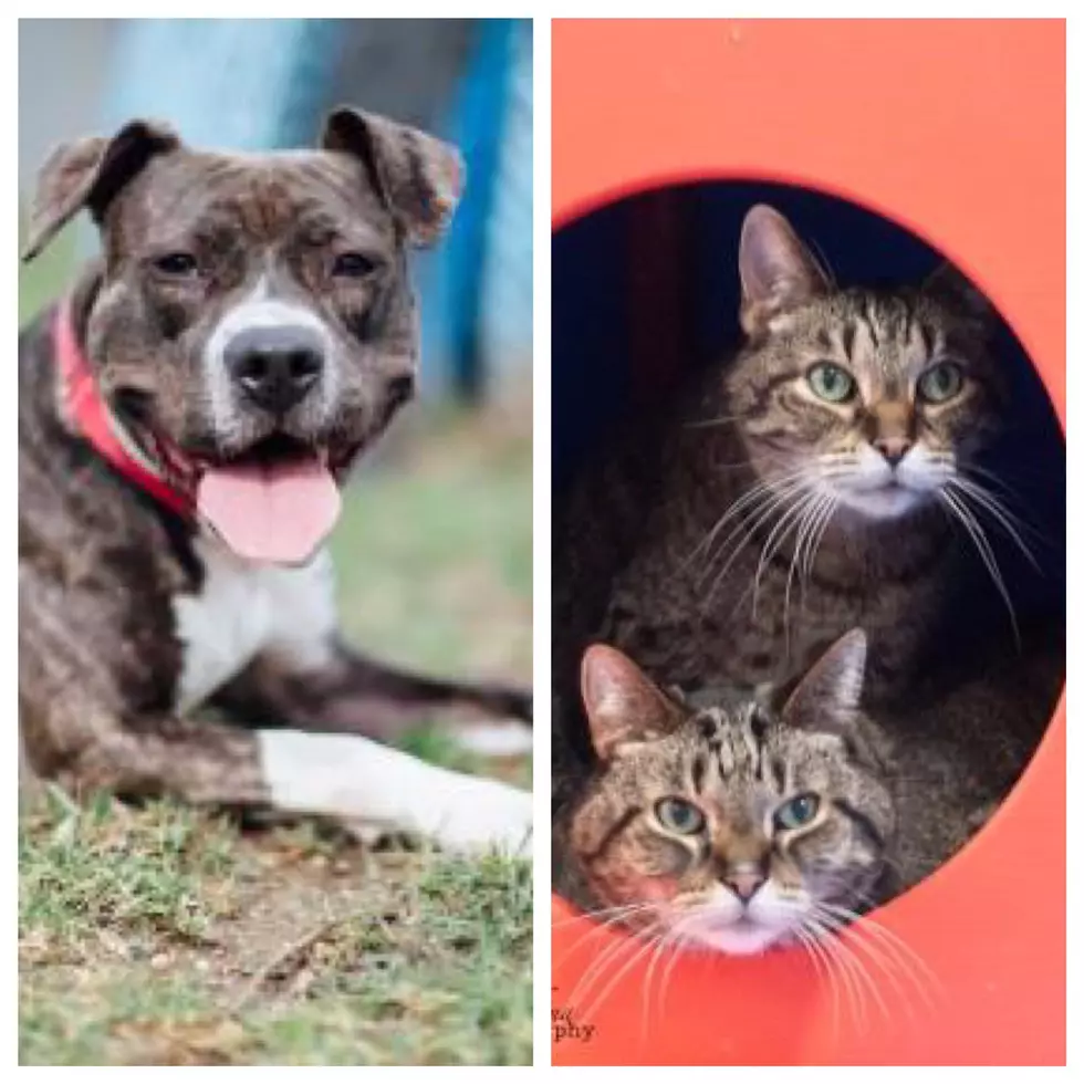 Meet Gracelyn and Tommy & Jerry - Christine's PETS of the Week!
