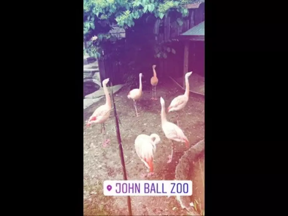 When Was The Last Time Your Family Visited John Ball Zoo? 