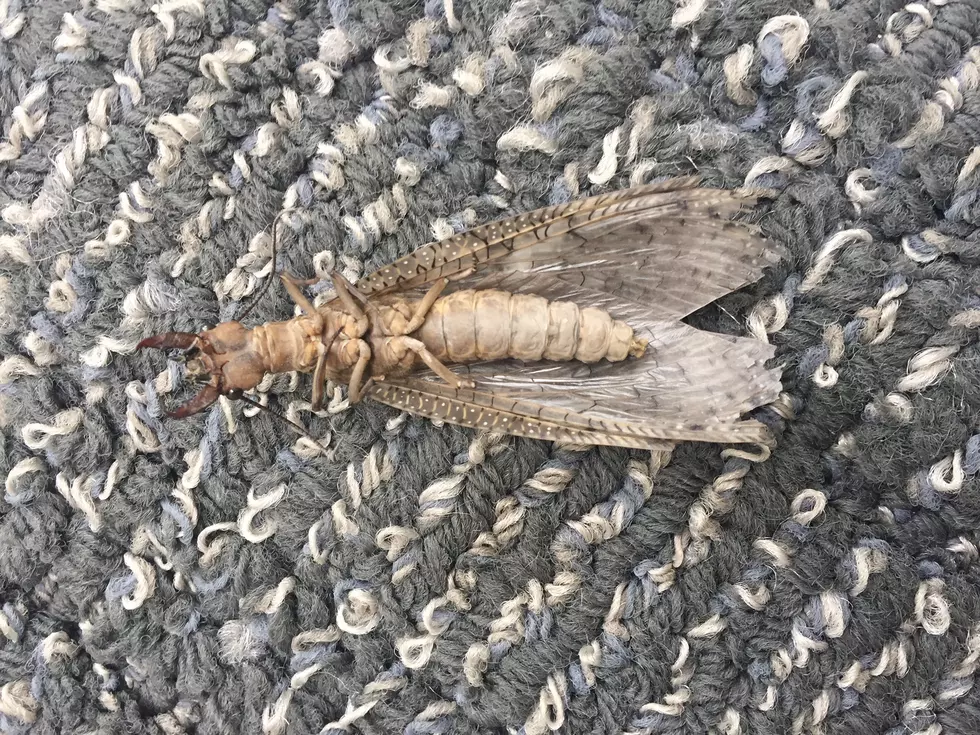 What in the World is This Giant Bug We Found in Downtown Grand Rapids?