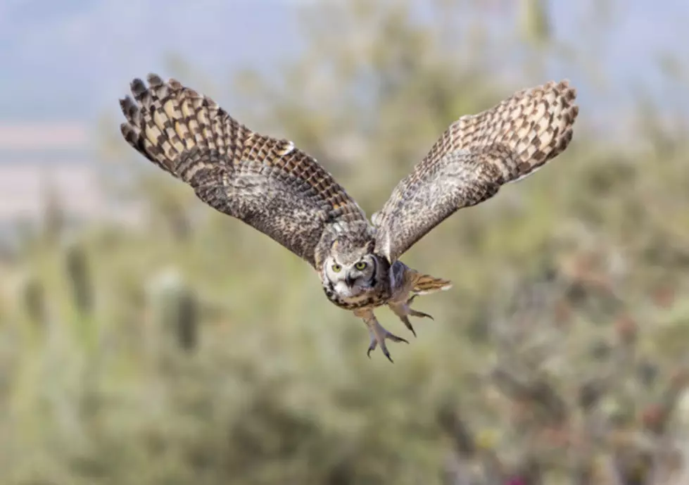 John Ball Zoo Needs Help Finding One Of Its Owls