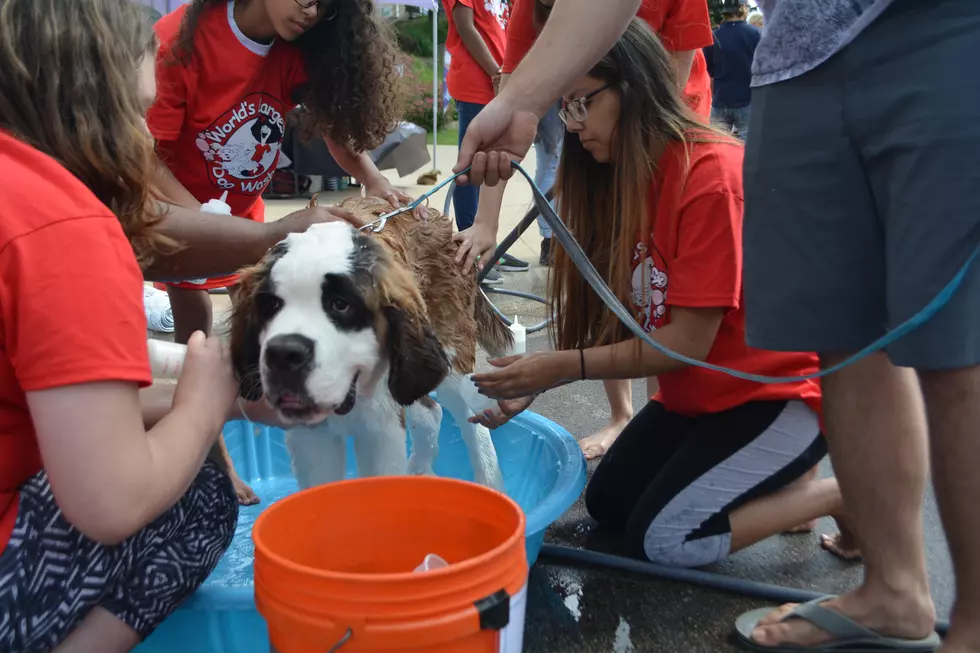 Check Out the Photos From the World’s Largest Dog Wash 2017