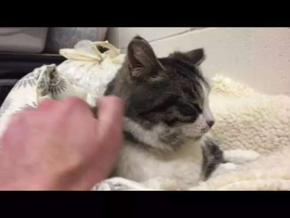Meet Princess Mayo From The West Michigan Humane Society [Video]