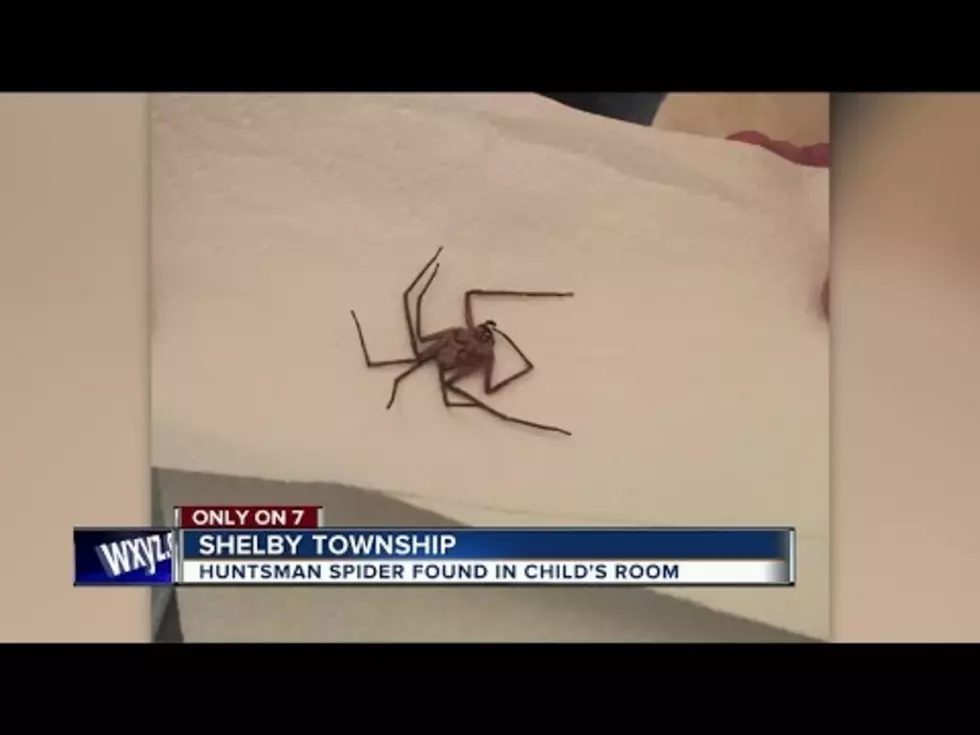 Michigan Woman Finds a GIANT Spider That Does NOT Belong in MI [Video]