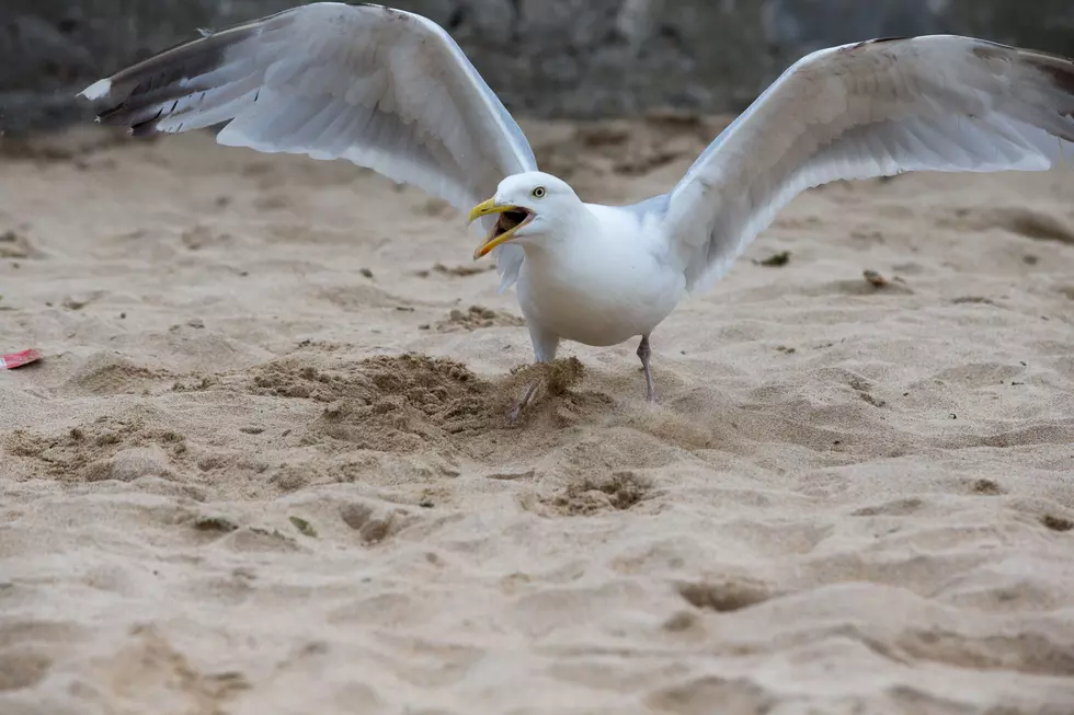 Michigan Man Arrested for Chasing Seagulls Naked
