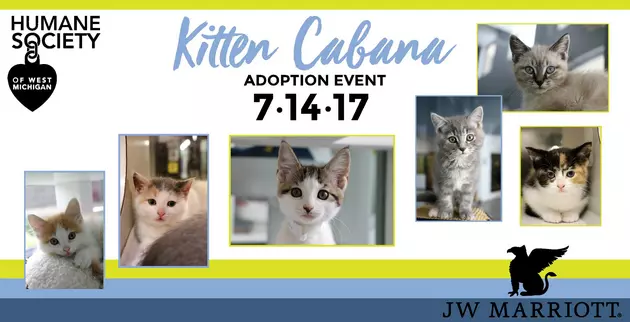 Join The Humane Society Of West Michigan At The Kitten Cabana Adoption Event