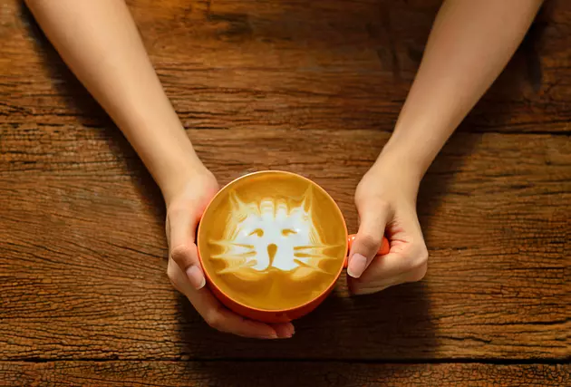 We Are Less Than a Week Away From Grand Rapids Getting Its First Cat Cafe
