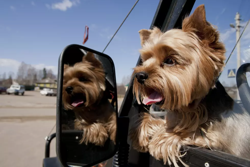New Bill Would Make it Illegal to Have a Dog on Your Lap While Driving in Michigan