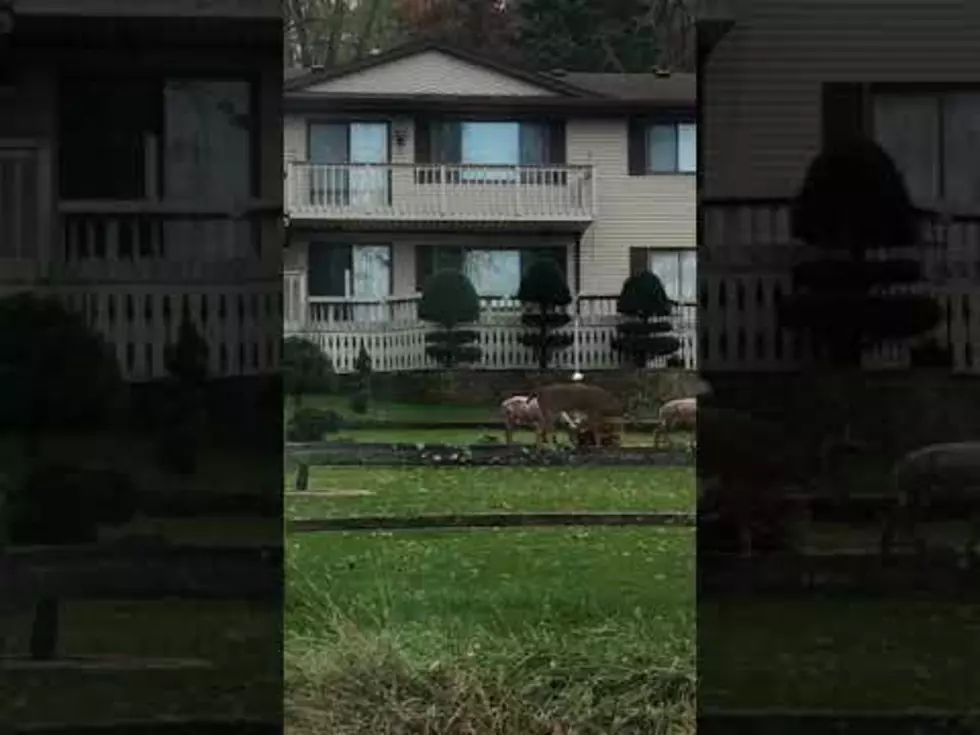 Woman Laughs Hysterically At Deer Trying To Mate With Lawn Ornament