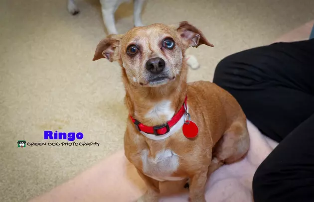 Meet Ringo &#8211; Christine&#8217;s Pet of the Week!