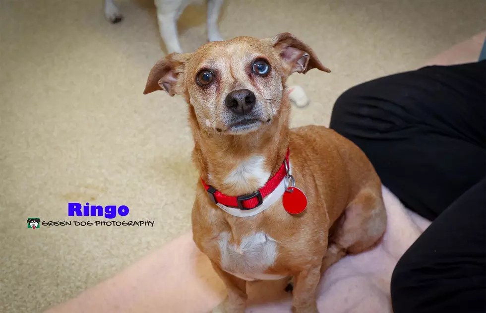 Meet Ringo - Christine's Pet of the Week!