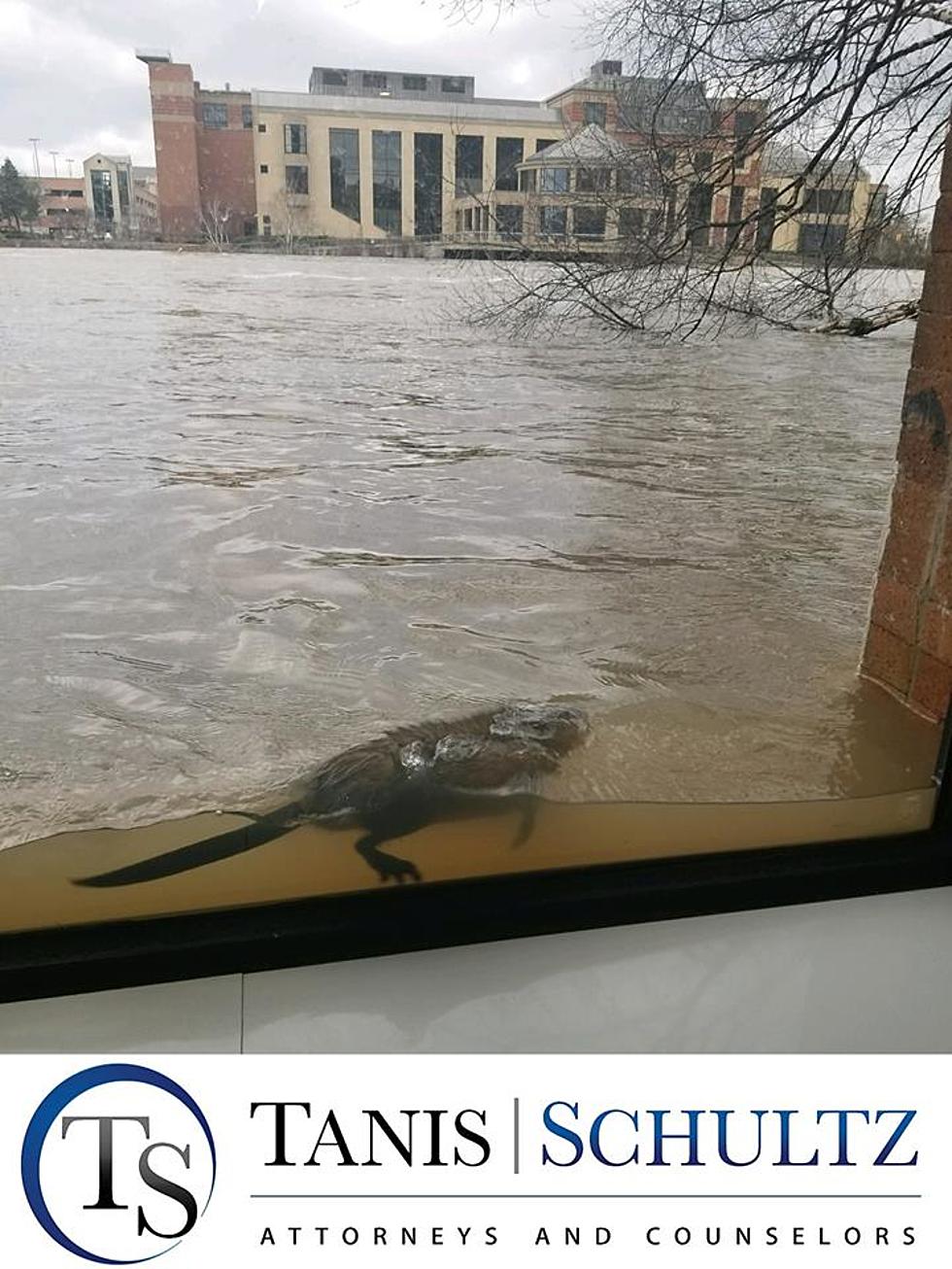 Muskrat Pays A Visit To Grand Rapids Law Firm After Near Record Flooding