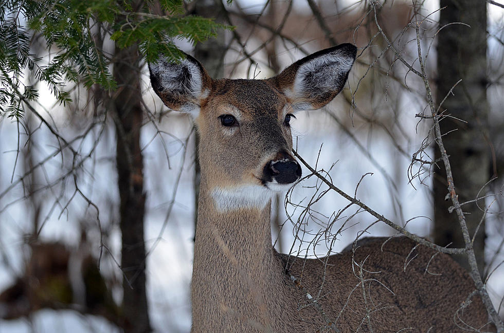 Watch A Deer Fall Off Tahquamenon Falls And Survive