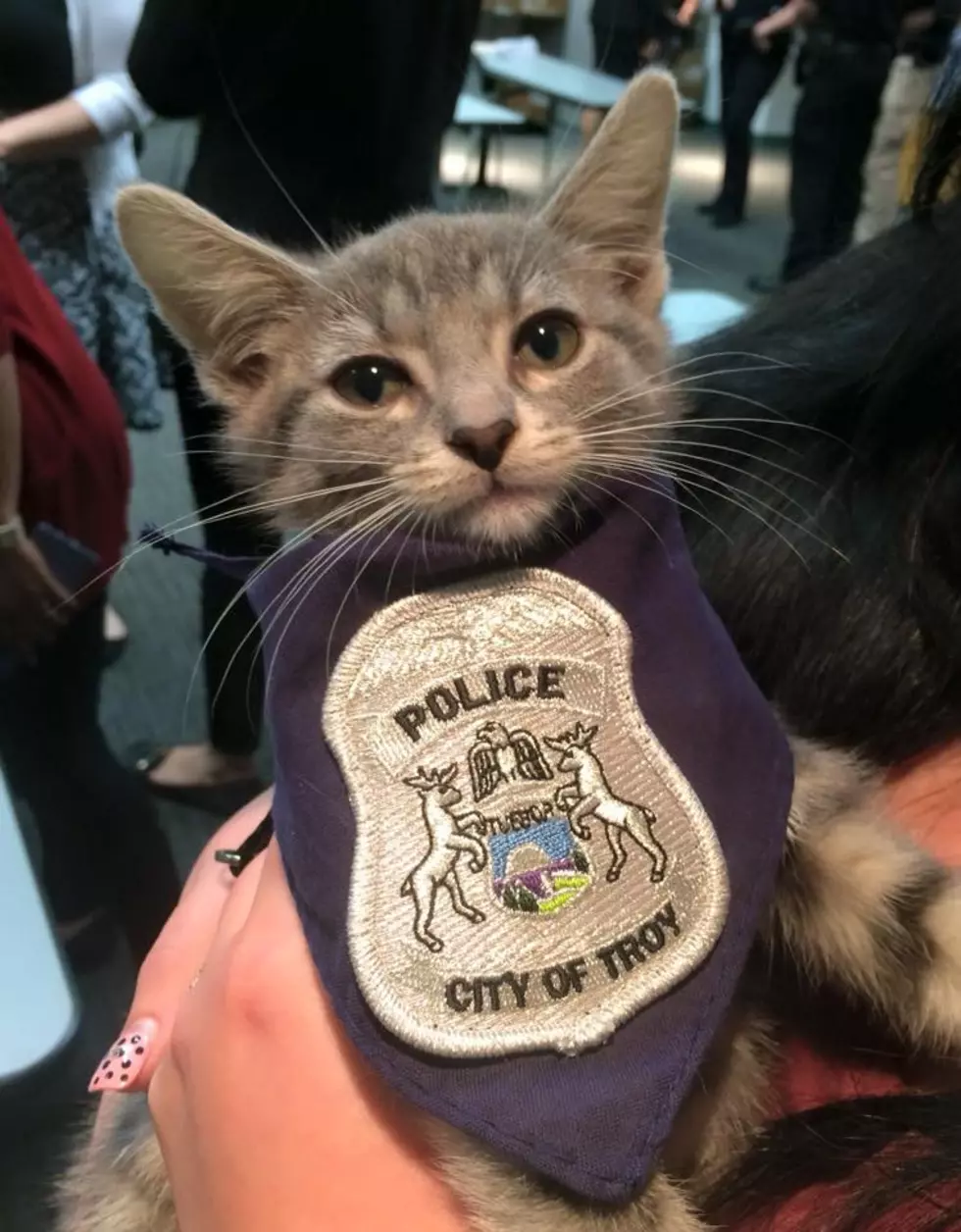 Troy Michigan Adds A New Officer to Serve And Purrrtect