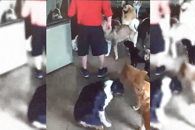 Webcam Video Shows Kentwood Dog Camp Owner Allegedly Kicking Dog [Video]