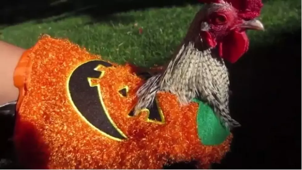 The CDC Says Go Ahead Dress Up Your Chickens For Halloween