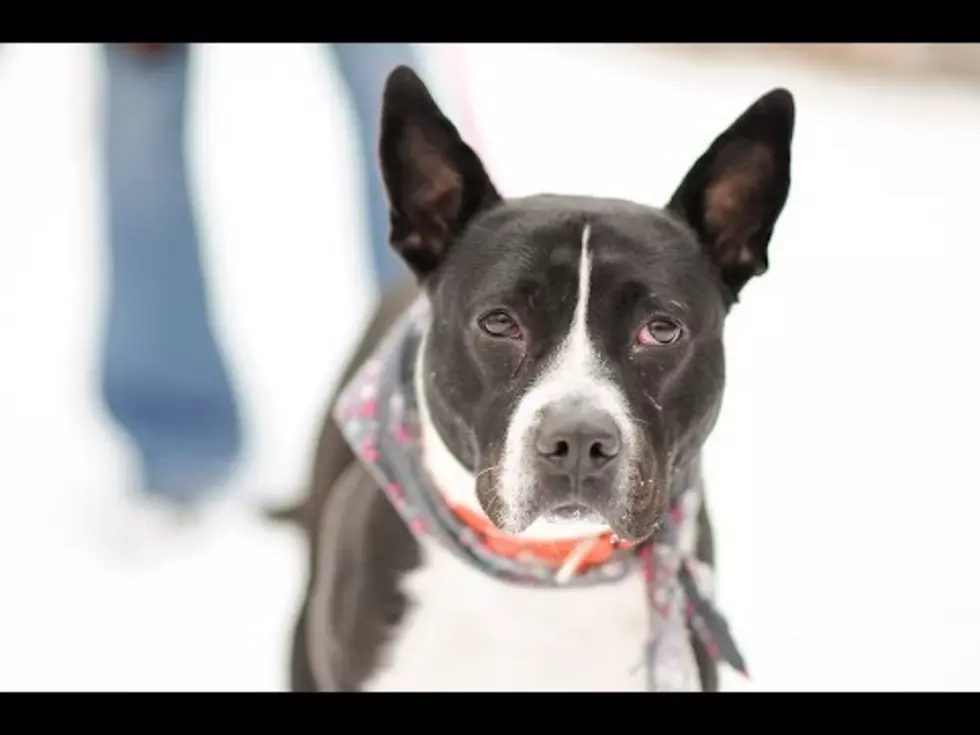 June Bug Has Been in the Shelter for Almost a Year!! [Video]