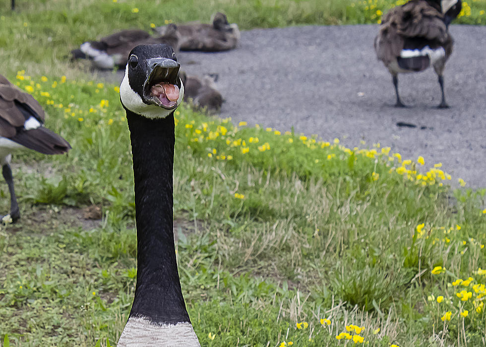 Goose Poop is a Major Problem for this Michigan County