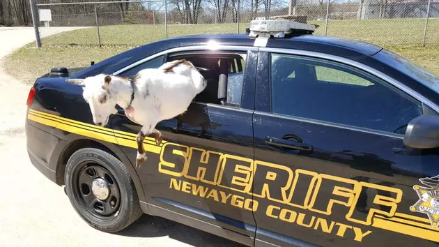 A Couple Of Goats Give Newaygo Co Deputies Chase Saturday Morning