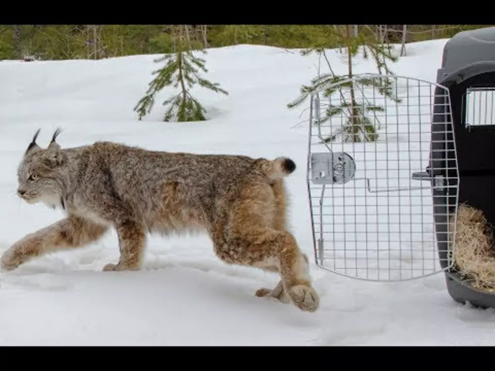 Lynx Released into the Upper Peninsula